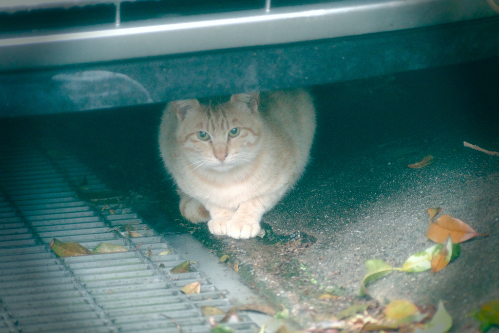 吾輩は猫である、ニャー # 970