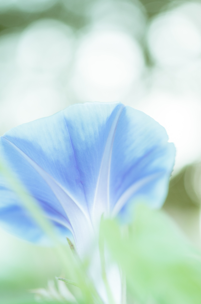 朝顔