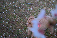 my pretty dog Ⅱ # 248