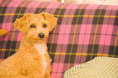 my pretty dog Ⅱ # 184