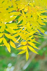 カイノキ
