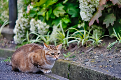 吾輩は猫である、ニャー # 328