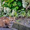 吾輩は猫である、ニャー # 328