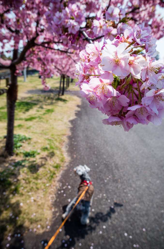 桜の下の散歩