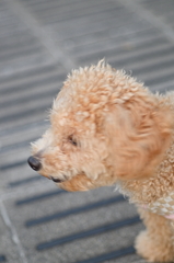 my pretty dog Ⅱ # 98