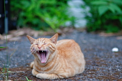 吾輩は猫である、ニャー # 789