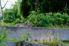 吾輩は猫である、ニャー # 454