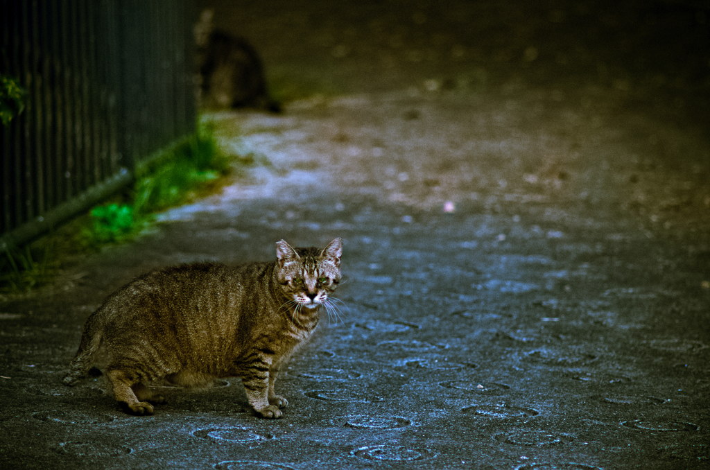 吾輩は猫である、ニャー # 15 ~太り気味~