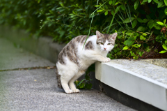 吾輩は猫である、ニャー # 178