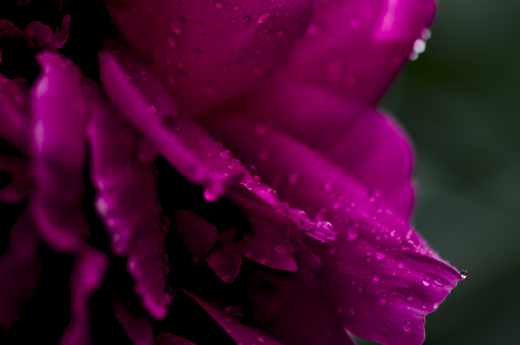 雨上がりの草花