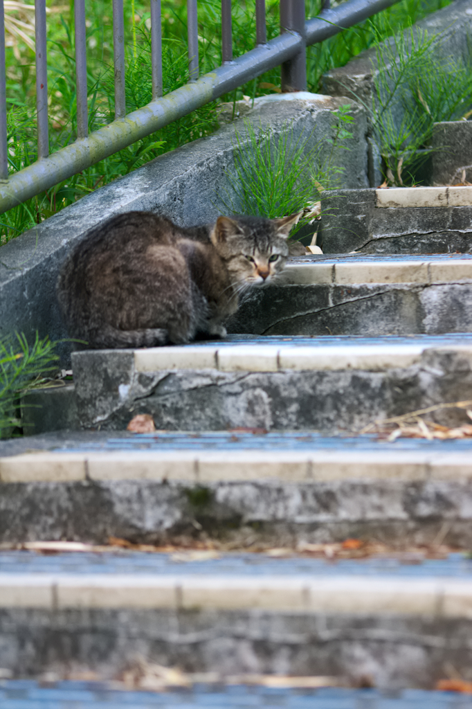 吾輩は猫である、ニャー # 107