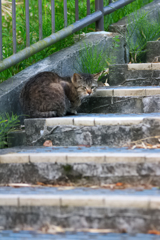 吾輩は猫である、ニャー # 107