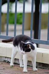 吾輩は猫である、ニャー # 786