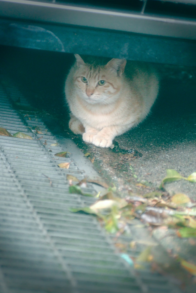吾輩は猫である、ニャー # 971