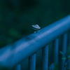 カタツムリ