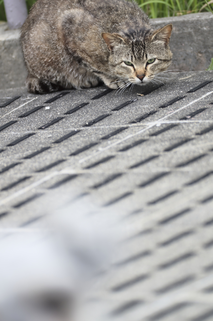 吾輩は猫である、ニャー # 187