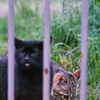 吾輩は猫である、ニャー # 993