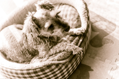 my pretty dog # 80