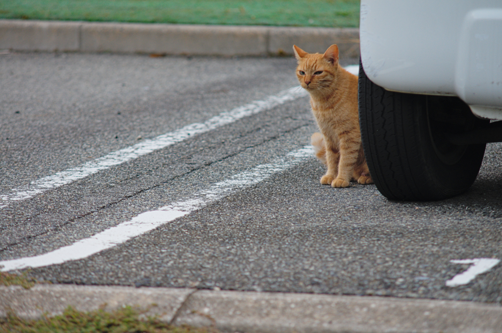 吾輩は猫である、ニャー # 637