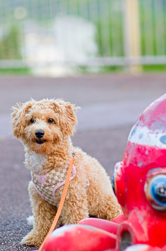 my pretty dog Ⅱ # 143