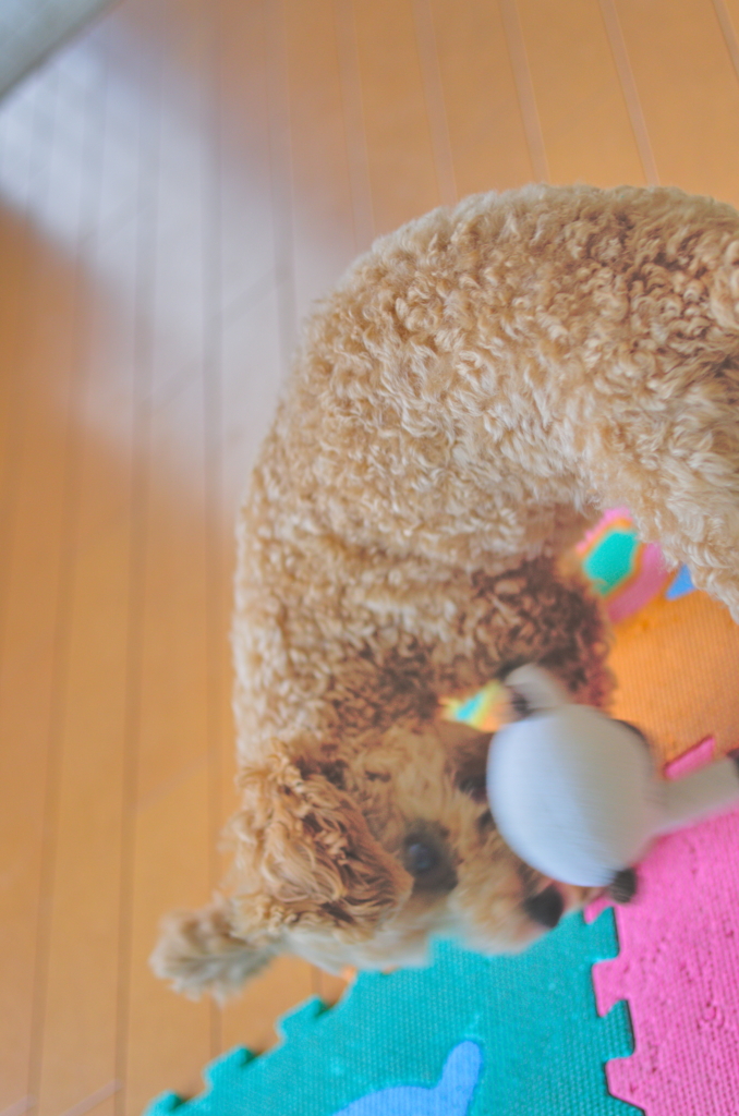 my pretty dog Ⅱ # 49