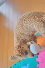 my pretty dog Ⅱ # 49