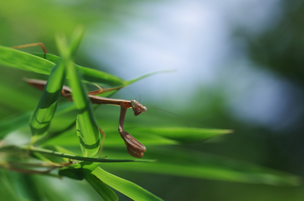 カマキリ