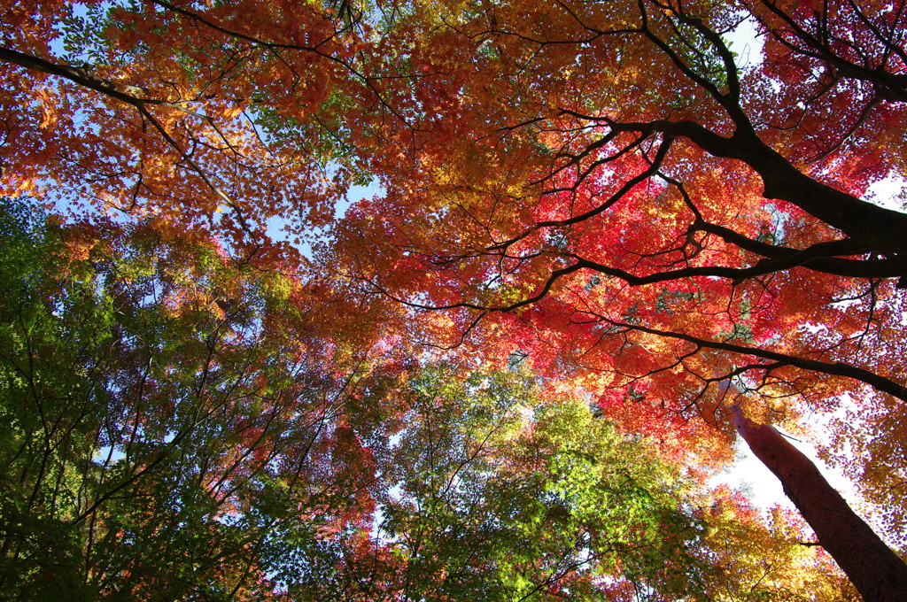 紅葉散歩　Ⅱ