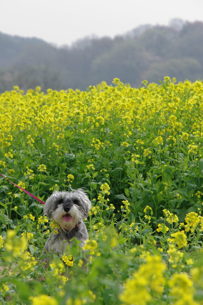 菜の花に囲まれて