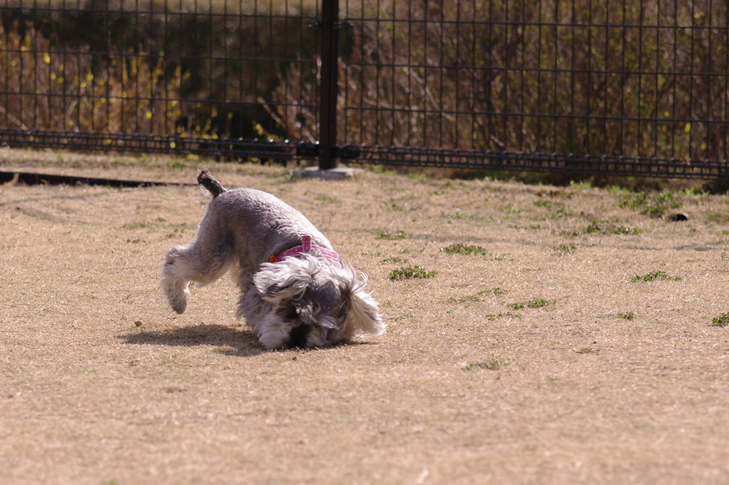 ドテ！