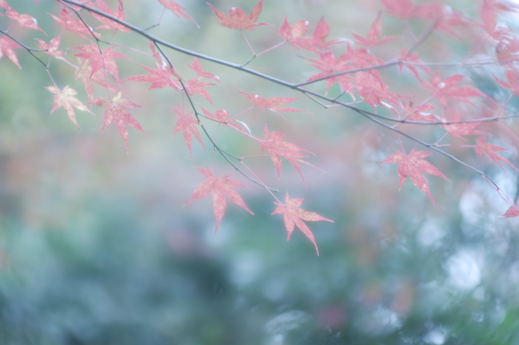 晩秋の紅葉 ⅩⅠ ～ 淡淡 ～