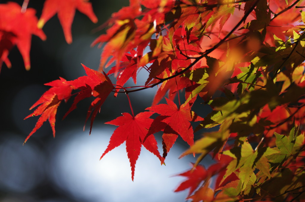 紅葉散策