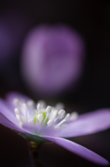 可憐な花