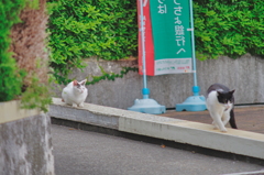 吾輩は猫である、ニャー # 732