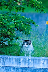 吾輩は猫である、ニャー # 656