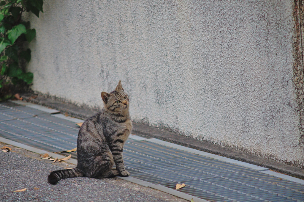 吾輩は猫である、ニャー # 723