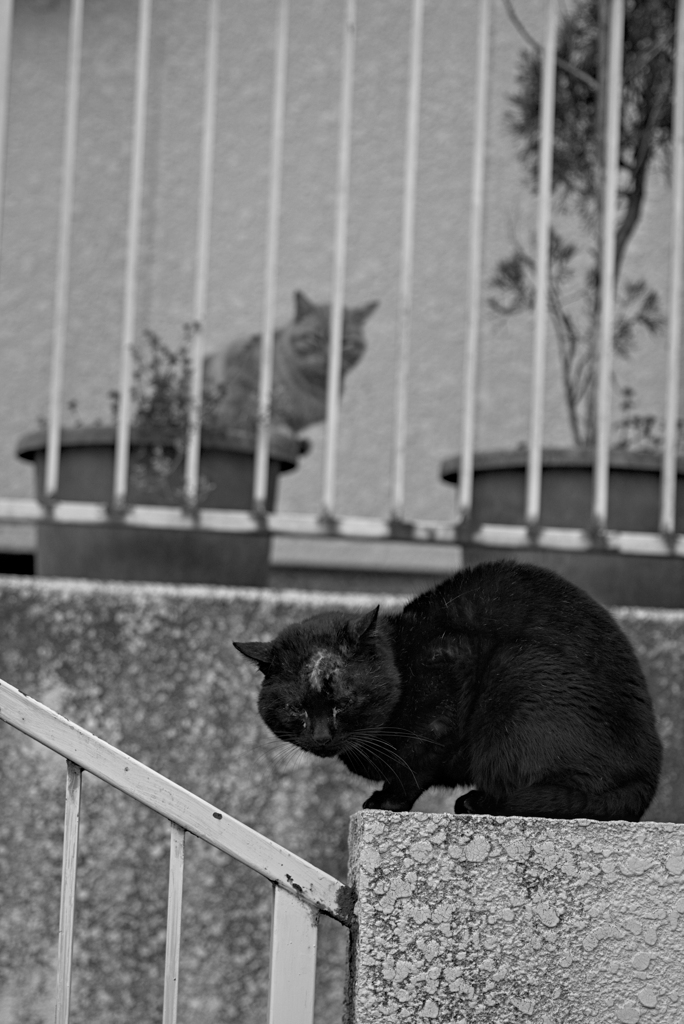 吾輩は猫である、ニャー # 918