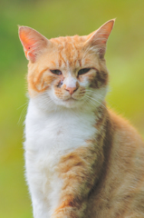 吾輩は猫である、ニャー # 357