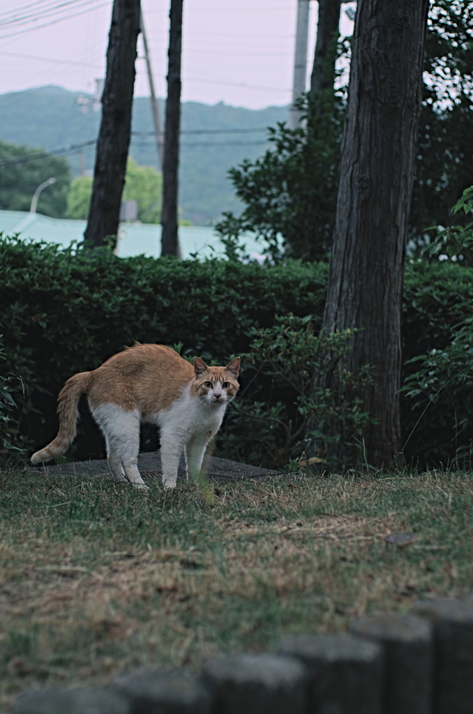 吾輩は猫である、ニャー # 1045