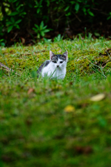 吾輩は猫である、ニャー # 282