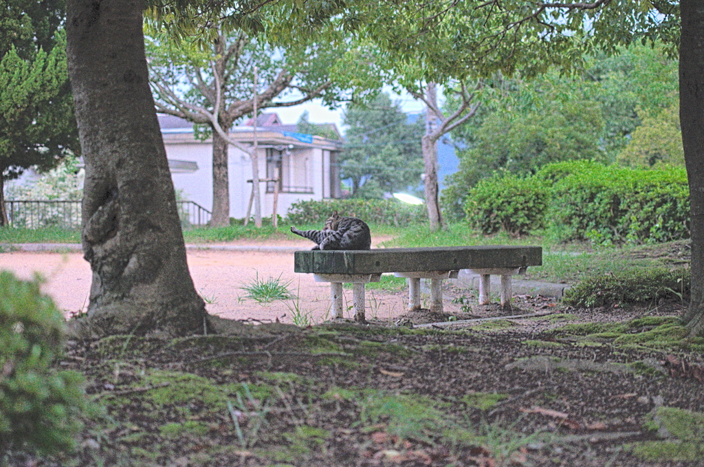 吾輩は猫である、ニャー # 874