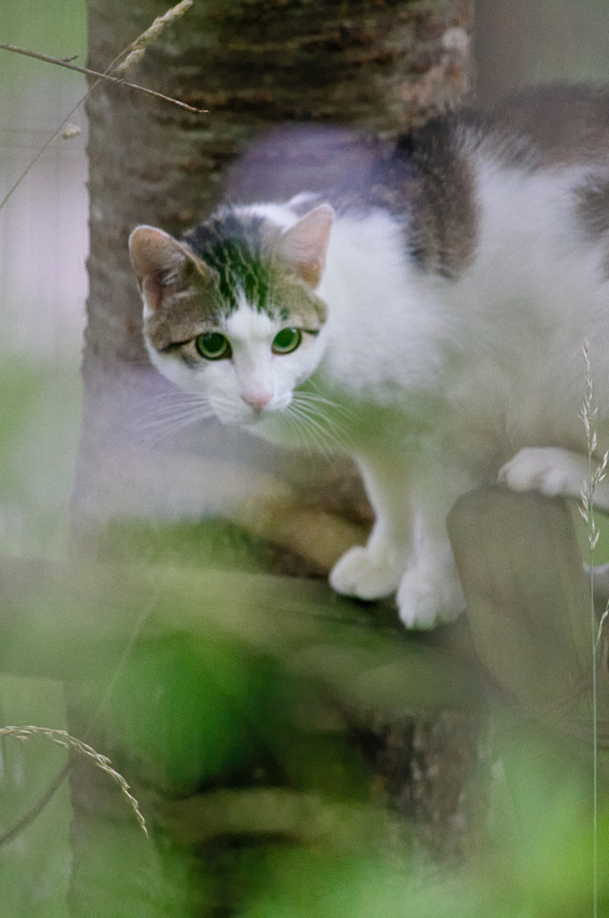 吾輩は猫である、ニャー # 312