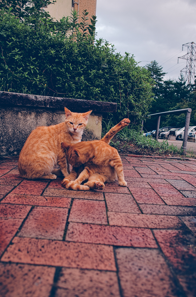 吾輩は猫である、ニャー # 1128