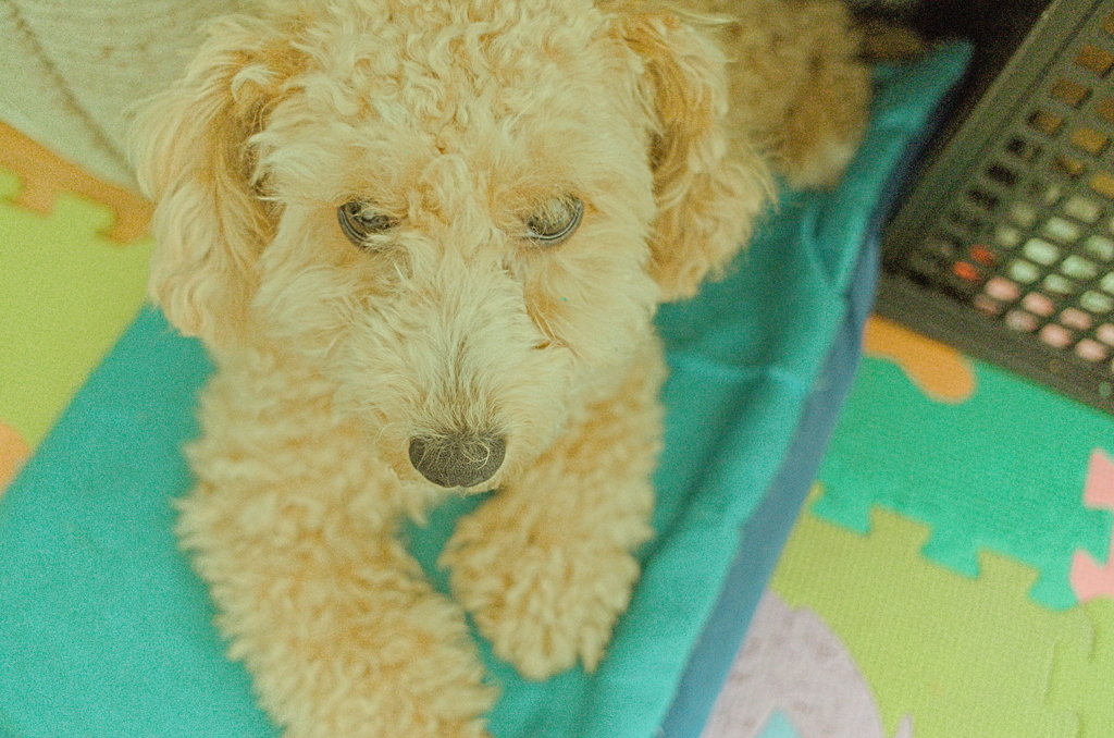 my pretty dog Ⅱ # 94