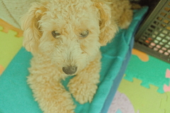 my pretty dog Ⅱ # 94