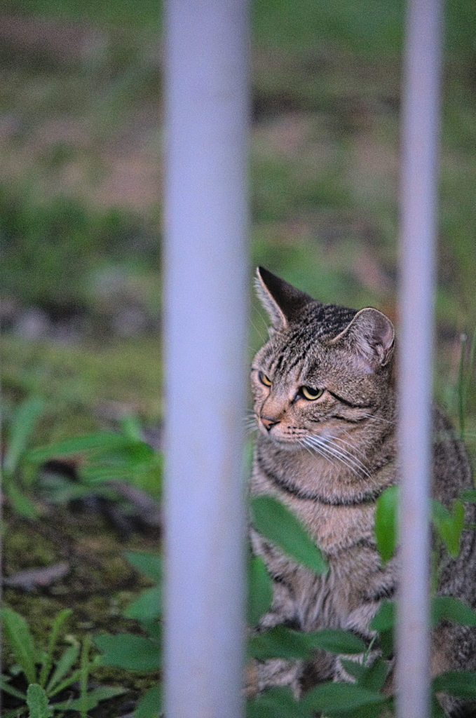 吾輩は猫である、ニャー # 879