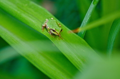 カエル