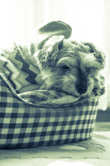 my pretty dog # 154