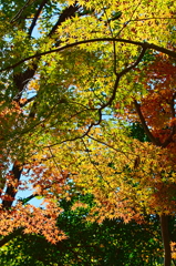 紅葉三昧 '2019