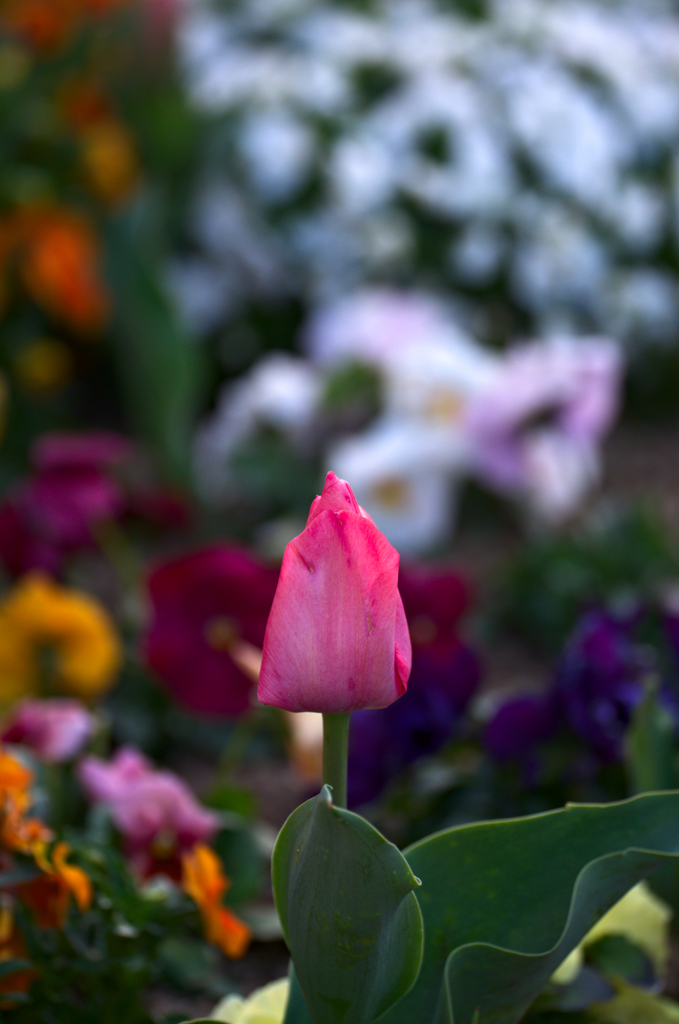 チューリップのある花壇